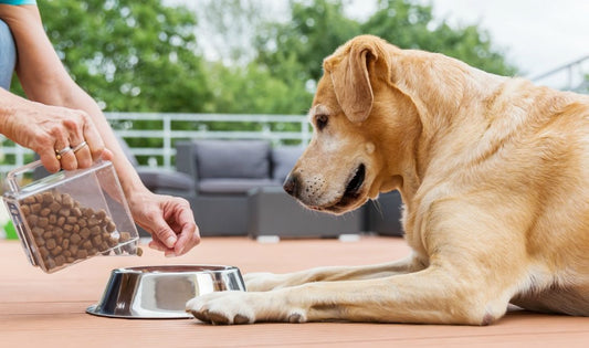 Selecting the Right Pet Food: A Comprehensive Guide for Pet Owners